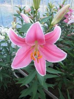 [1794 Marlon 2N No01.JPG]